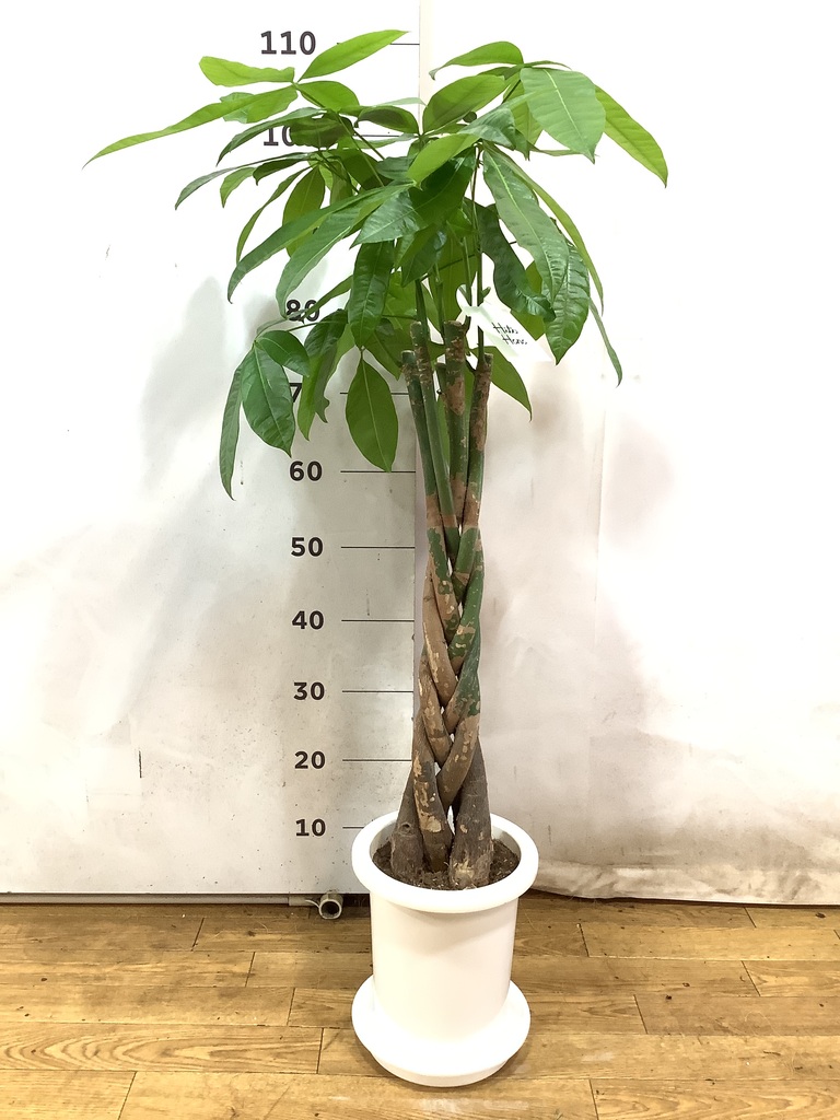 パキラ♪ pachira-1300_1.jpg?1656660133