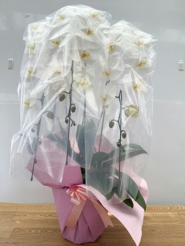 胡蝶蘭大輪 白 3本立ち 35輪〜40輪前後 | 胡蝶蘭ならHitoHana(ひとはな)