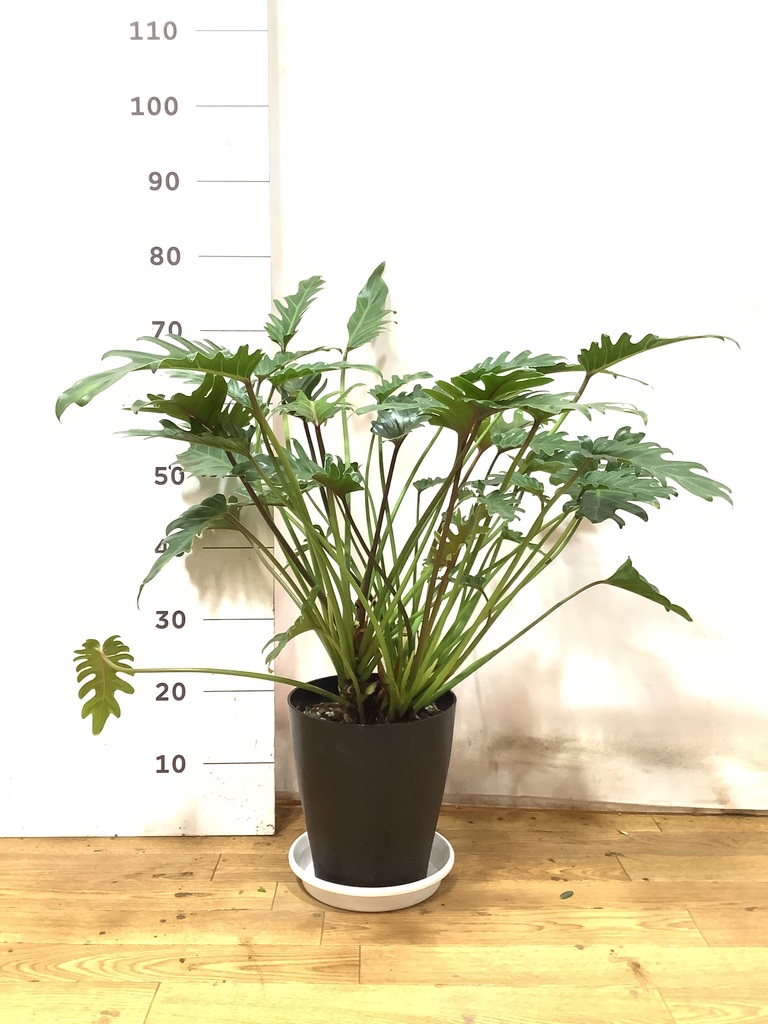 観葉植物 フィロデンドロン 7号 オージー（クッカバラ