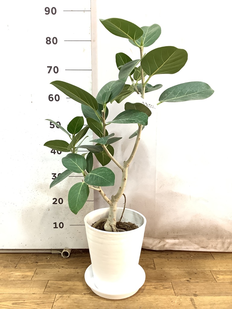 K*i様 フィカス　ベンガレンシス　観葉植物　7号　約110センチ 2 フィカス・ベンガレンシス 7号の通販 | GreenSnap STORE