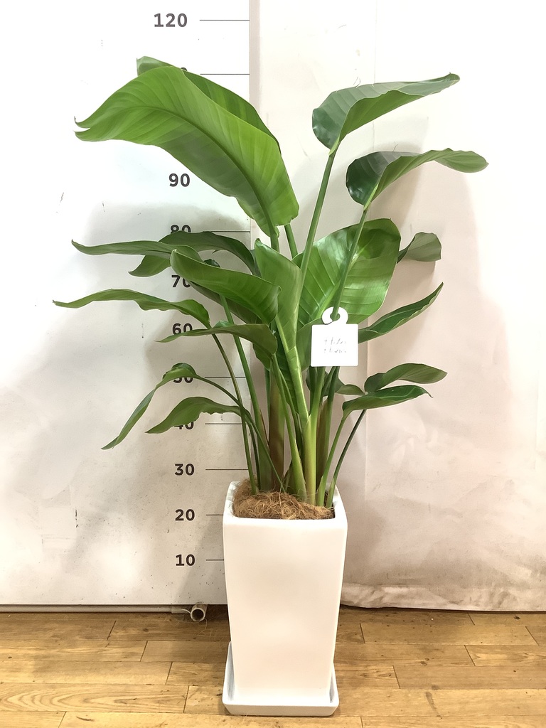 観葉植物 オーガスタ 8号 角高陶器 | 観葉植物ならHitoHana(ひと