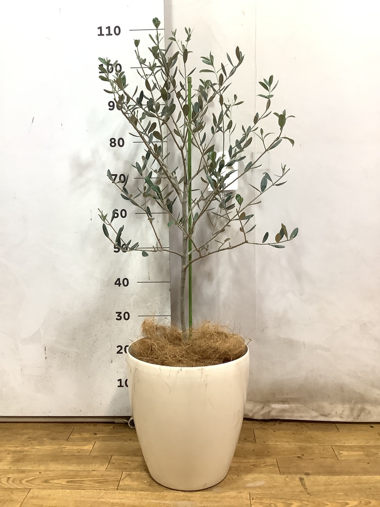 観葉植物 オリーブの木 8号 ルッカ ラスターポット 付き / 小倉園