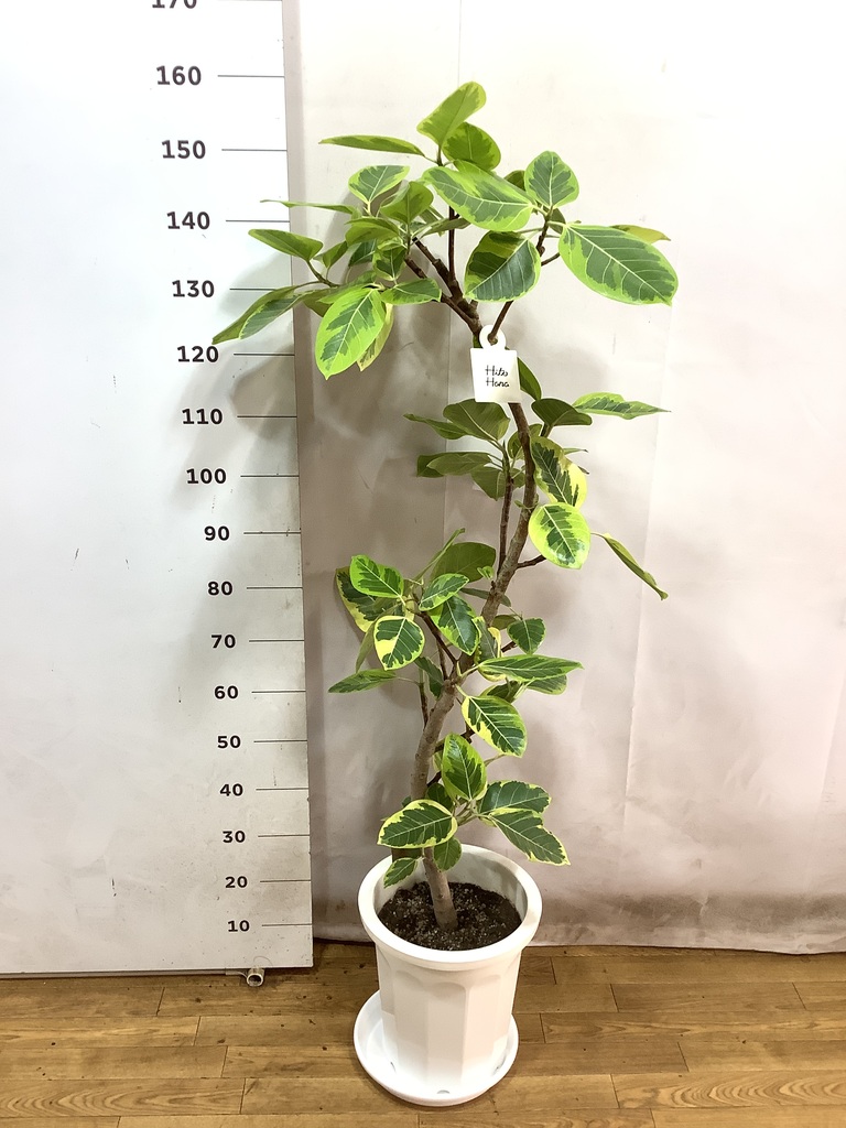 観葉植物 フィカス アルテシーマ 10号 曲り プラスチック鉢