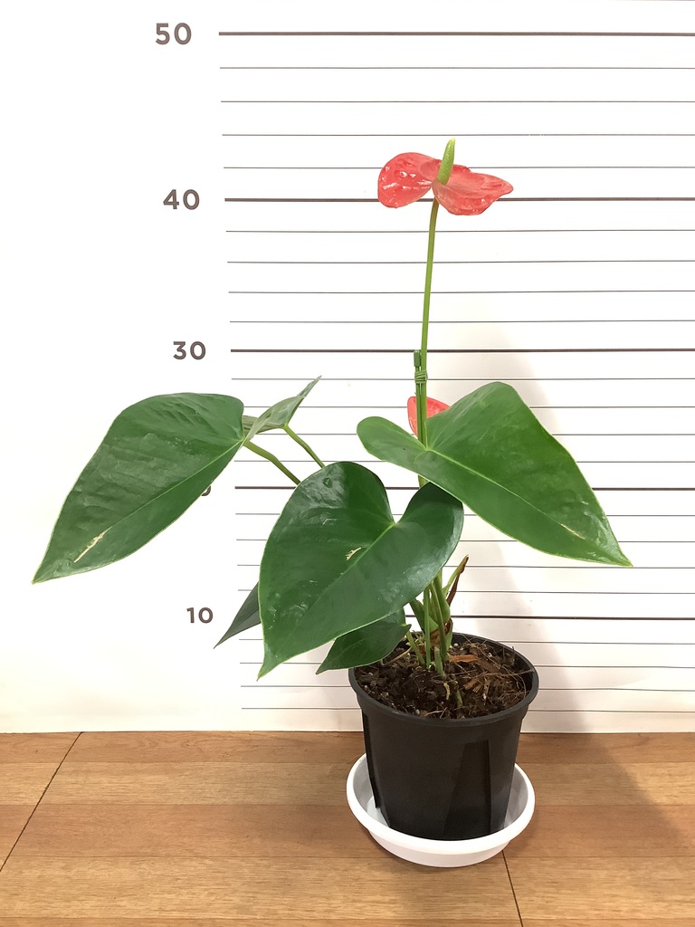 Amazon.co.jp: PLANCHU 観葉植物 アスプレニウム レズリー 4号