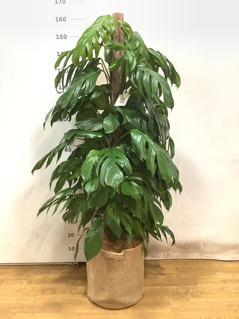 その他観葉植物 user_1242a77b 観葉植物 マングーカズラ 10号 木柱 セドナロング 墨 付き
