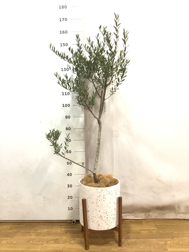 Olive☆プロフ必読!さま専用です(ᴗ͈ˬᴗ͈) オーガニックフレッシュハーブティー | ビオセボン オンラインストア