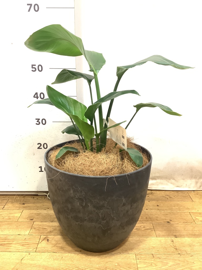 オーガスタ 6号 | 観葉植物の通販ならHitoHana
