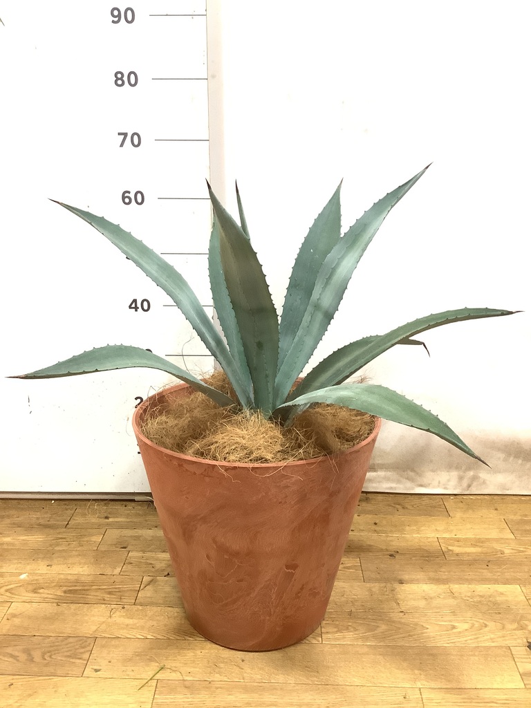 アガベ 8号 | 観葉植物 | インテリアやギフトに - Hitohana（ひとはな）