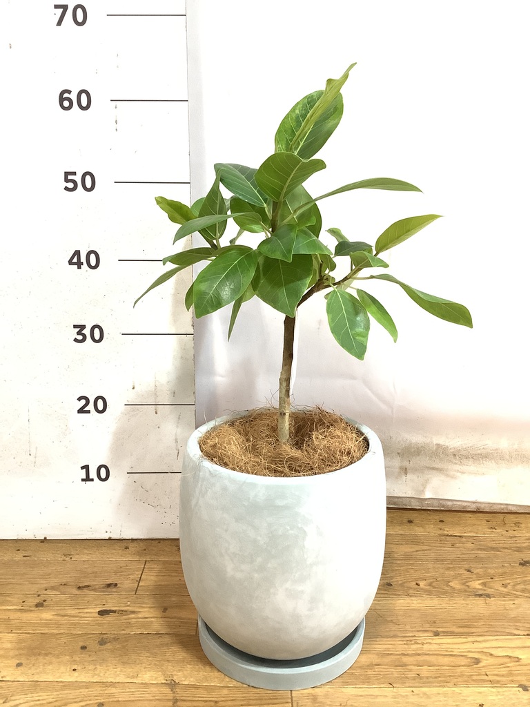 観葉植物 フィカス アルテシーマ 6号 ストレート プラスチック鉢