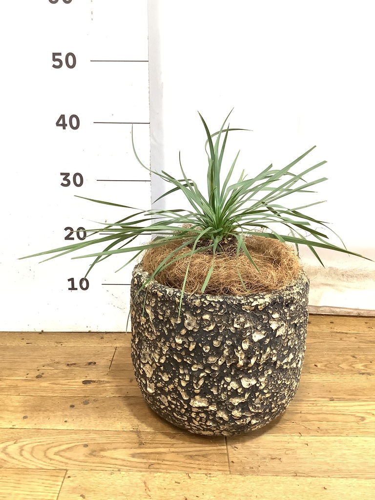 観葉植物 ユッカ 6号 ロストラータ インティ グレー 付き | 観葉