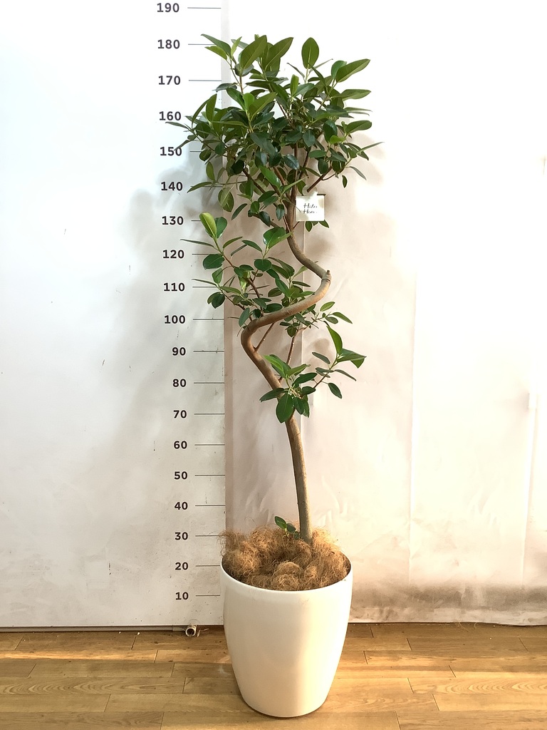 観葉植物 フランスゴムの木 10号 曲り サブリナ 白 付き | 観葉
