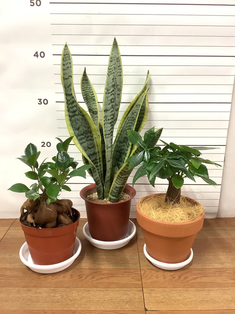観葉植物 初心者にもおすすめお試し3点セット（サンスベリア 4号