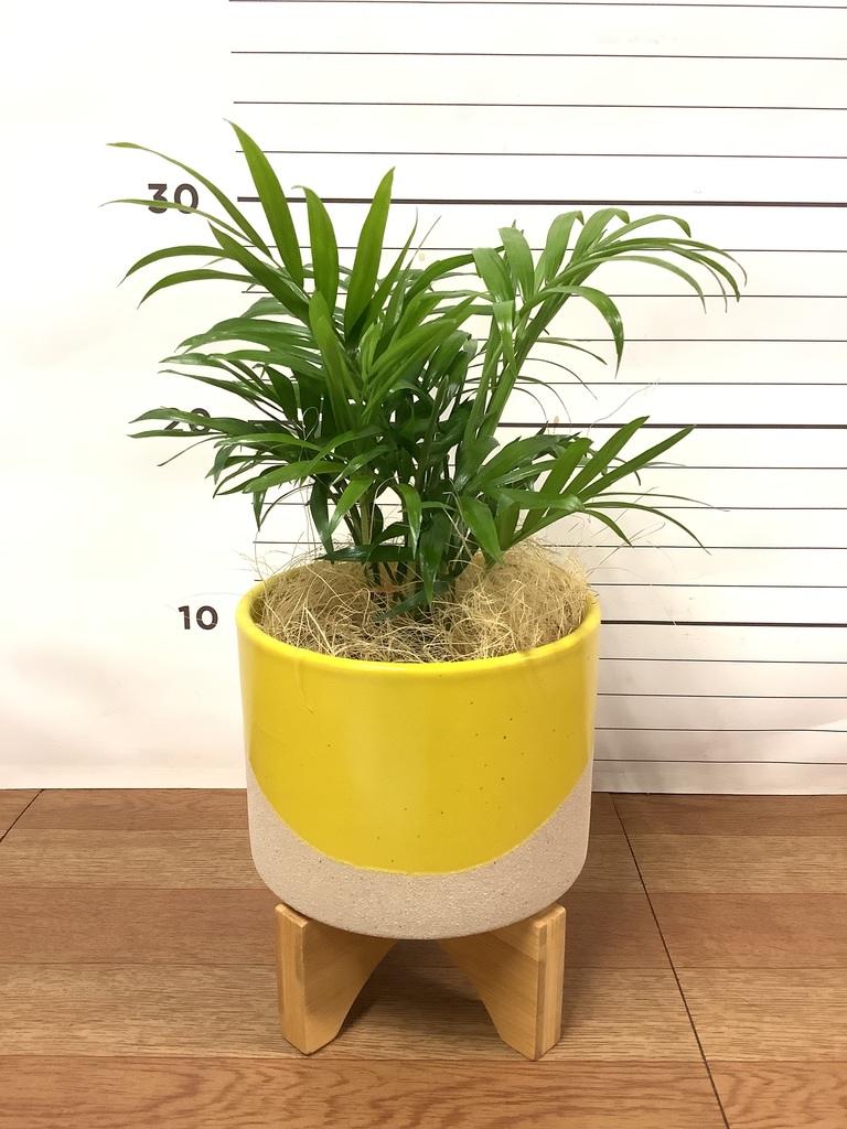 観葉植物 テーブルヤシ 3号 レーナ 15 Y イエロー 付き | 観葉植物なら