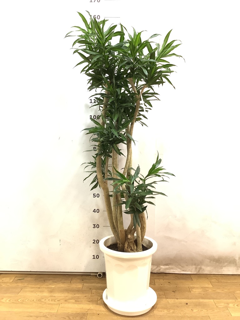 観葉植物 ドラセナ ソング オブ ジャマイカ 10号 プラスチック鉢 