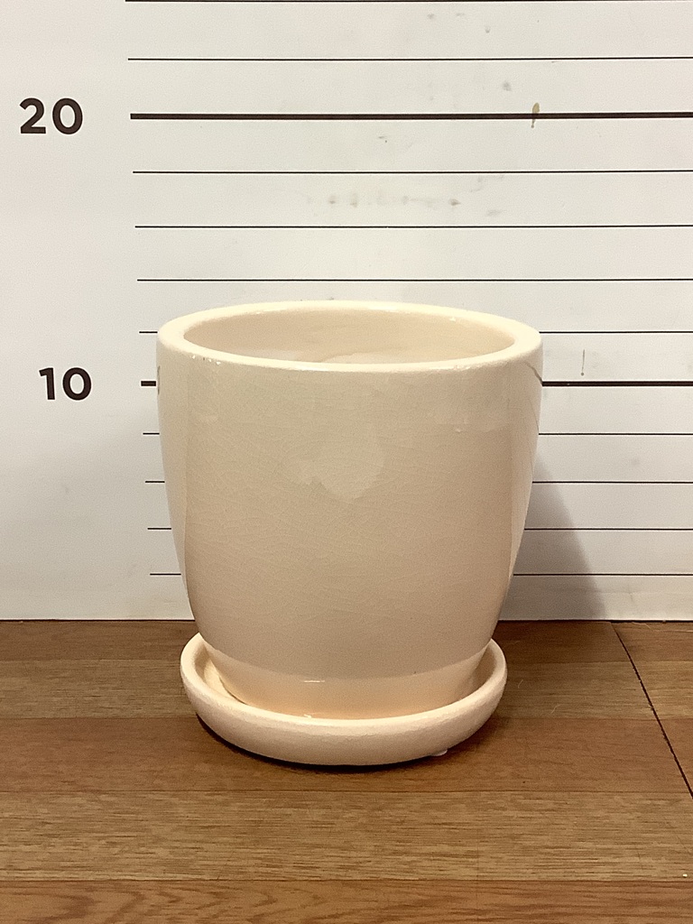 鉢 21cm ナギ 梛 鉢色選べる シリンドリカルポット 3.5号鉢サイズ 鉢植え