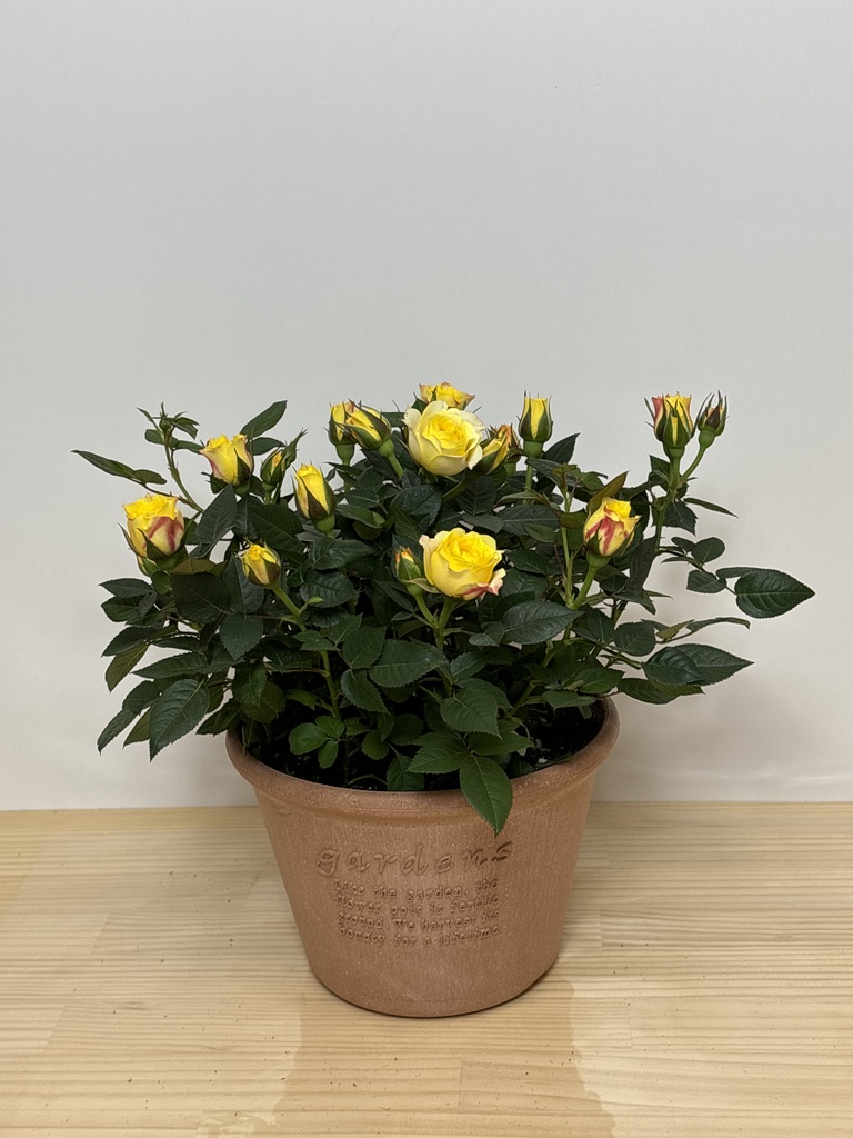 産地直送 ミニバラ 黄色 6号鉢植え／岐阜 セントラルローズからお届け