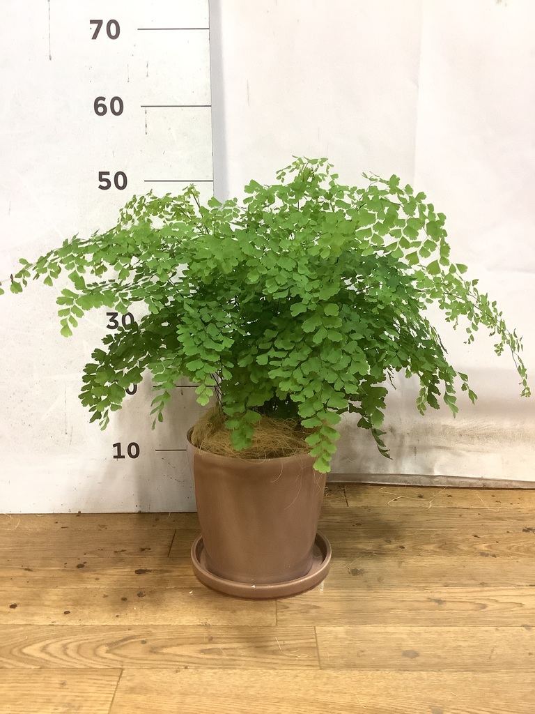 観葉植物 アジアンタム 5号 Vibes Fold Pot (バイブスポット