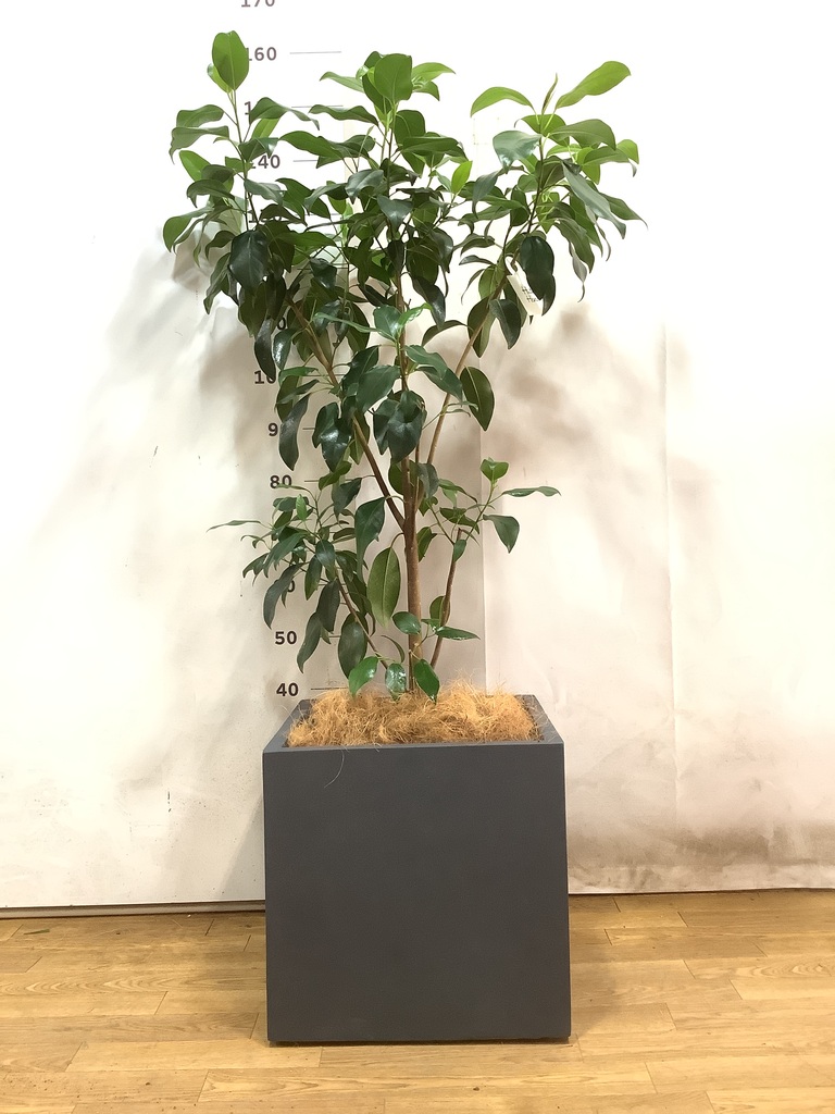 フランスゴム 10号 175cm