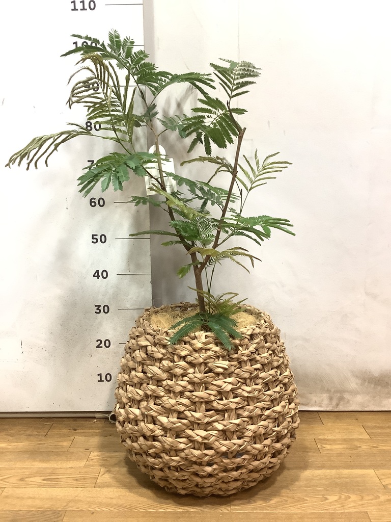 観葉植物 エバーフレッシュ 7号 ボサ造り セメント トラフポット