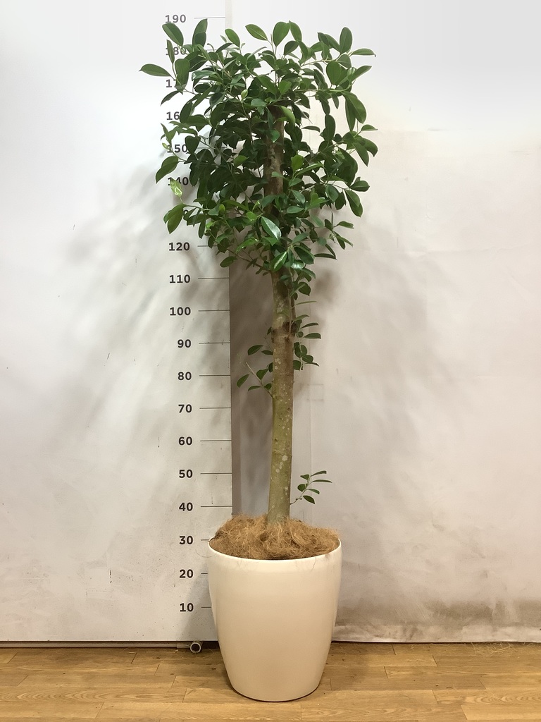 観葉植物 ガジュマル 10号 ベビーリーフ ブリティッシュキューブ 付き 