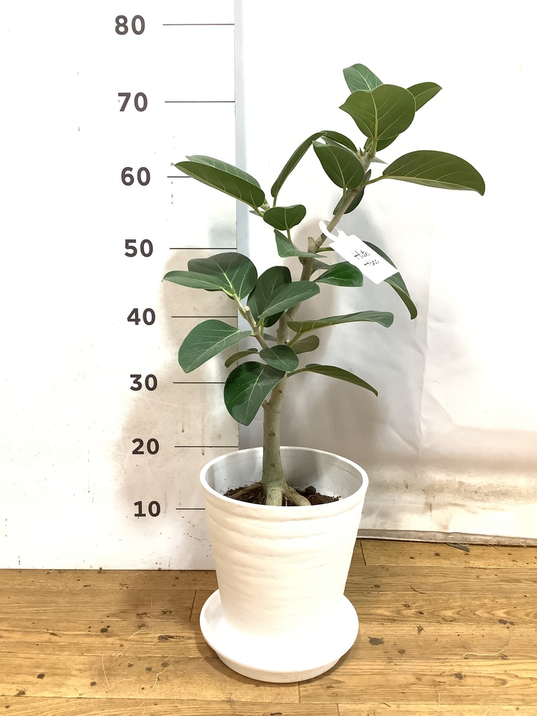 K*i様 フィカス　ベンガレンシス　観葉植物　7号　約110センチ 2 ficus-benghalensis-1200_0001.