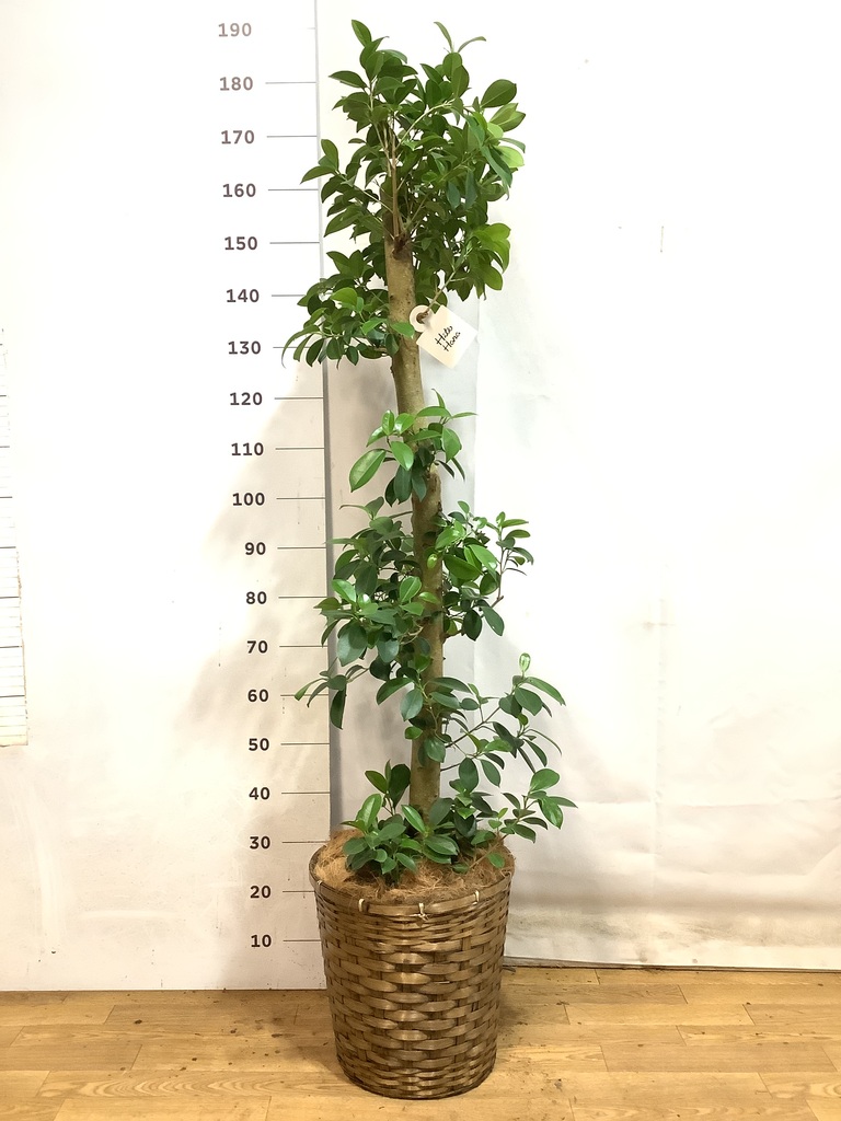 観葉植物 ガジュマル 10号 ベビーリーフ ブリティッシュキューブ 付き 
