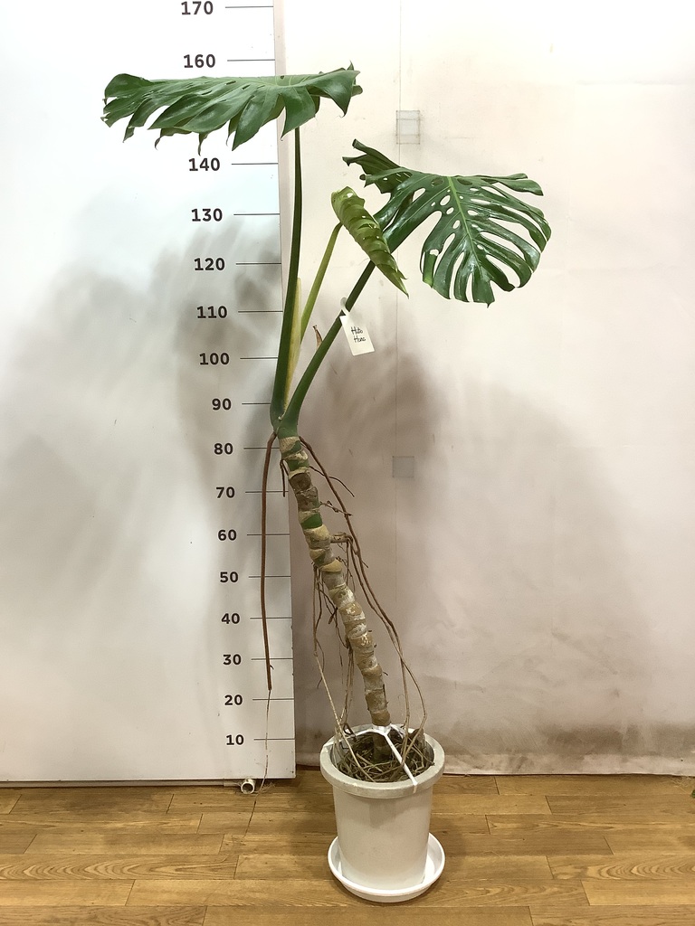 観葉植物 モンステラ 8号 根あがり プラスチック鉢 | 観葉植物なら