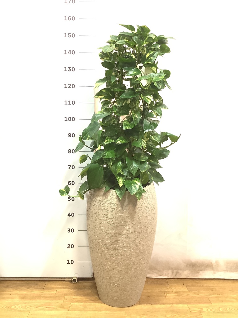 健康なポトス 植物 大鉢 黒 観葉植物 ポトス 6号 プラスチック鉢 | 観葉植物ならHitoHana