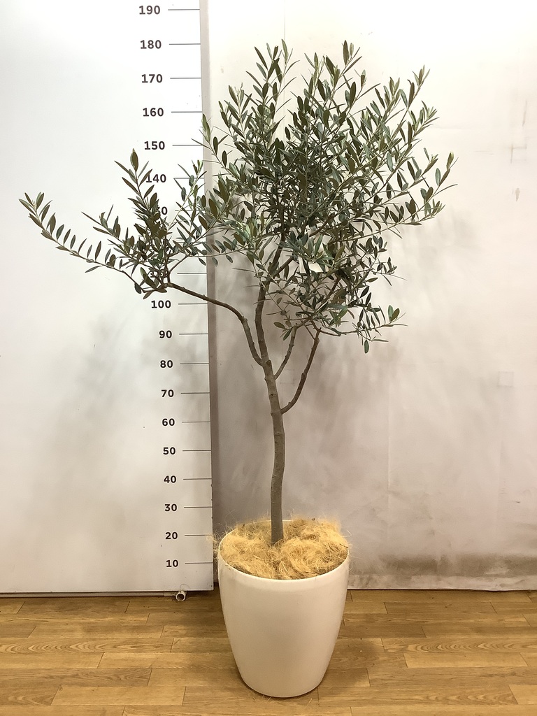 オリーブの木　200cm超え　プランターつき オリーブの木 200cm超え プランターつき オリーブの木 200cm超え