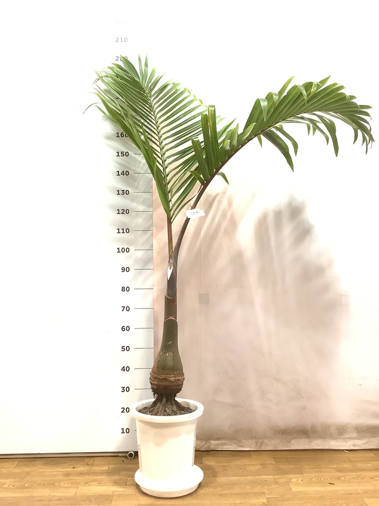 観葉植物 トックリヤシ 10号 プラスチック鉢 | 観葉植物ならHitoHana 