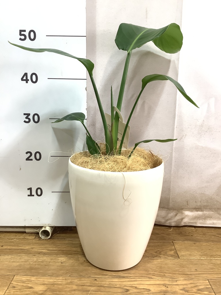 オーガスタ 6号 | 観葉植物の通販ならHitoHana
