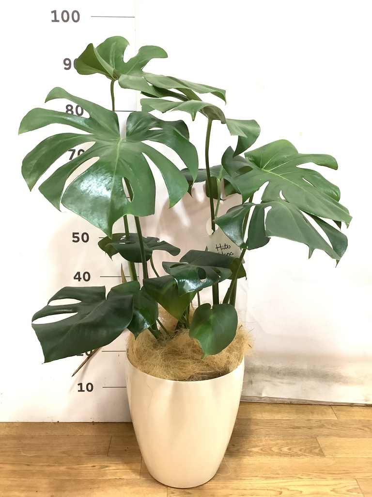 観葉植物 モンステラ【80cm】7号 斑入り プラスチック鉢 #69045 | 観葉