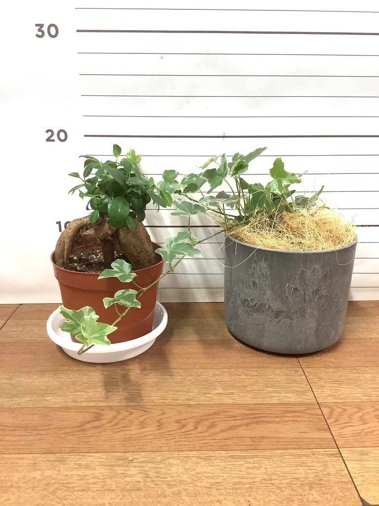 観葉植物 初心者にもおすすめお試し2点セット(ガジュマル 3号 観葉植物 初心者にもおすすめお試し2点セット(ガジュマル 3号