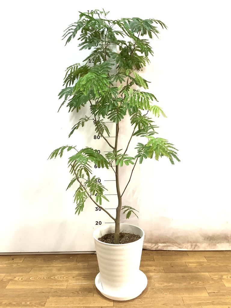 観葉植物 エバーフレッシュ 10号 ボサ造り ブリティッシュキューブ