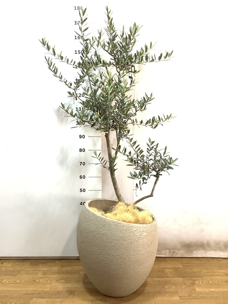 観葉植物 オリーブ 10号 レッチーノ ウッドプランター 付き | 観葉植物