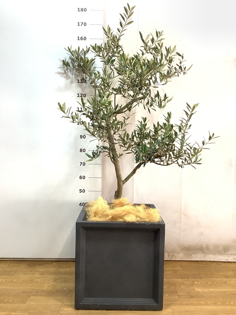 観葉植物 オリーブ 10号 レッチーノ ブリティッシュキューブ 付き