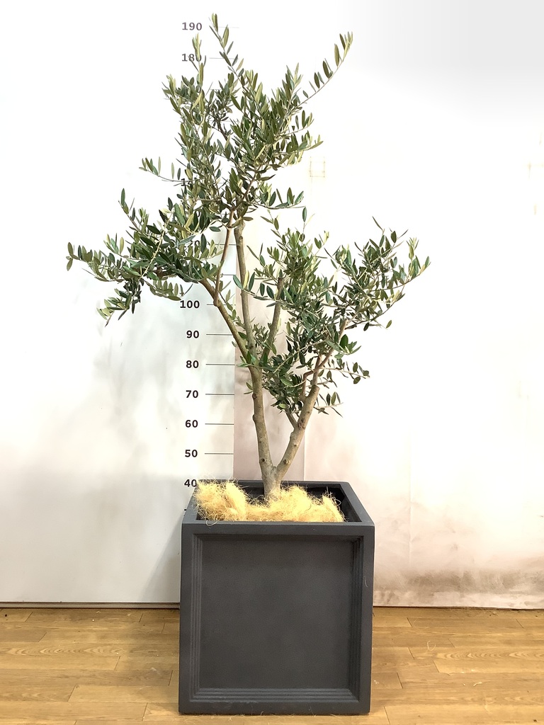 オリーブの木 レッチーノ | 観葉植物通販HitoHana(ひとはな)