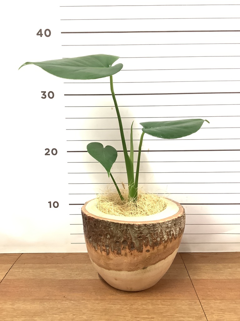 モンテスラ モンステラ Sサイズ - miruha+ness