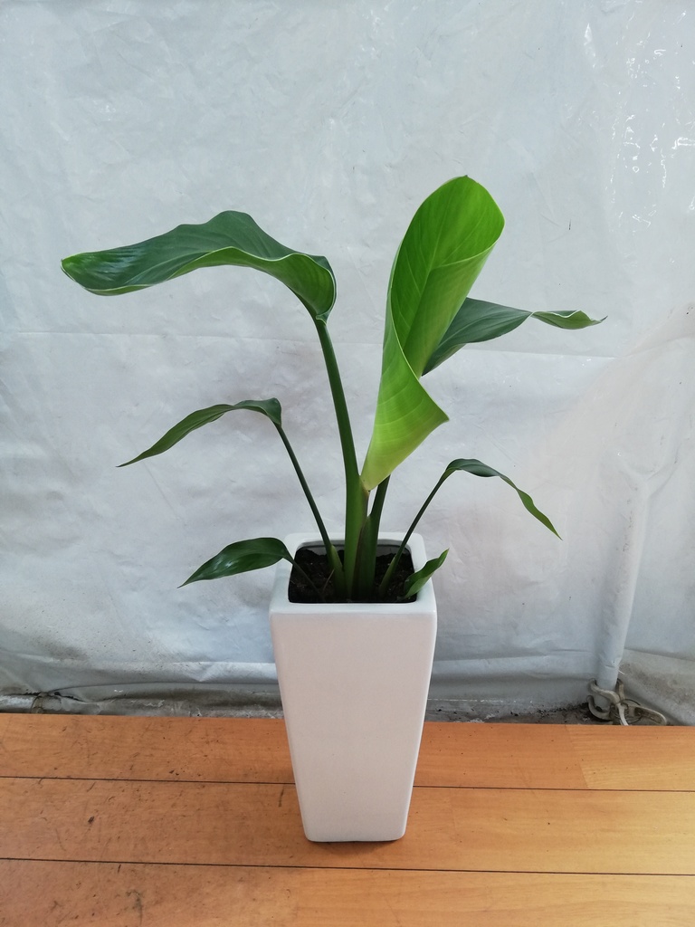 観葉植物 オーガスタ 6号 角高陶器 | 観葉植物ならHitoHana(ひとはな)