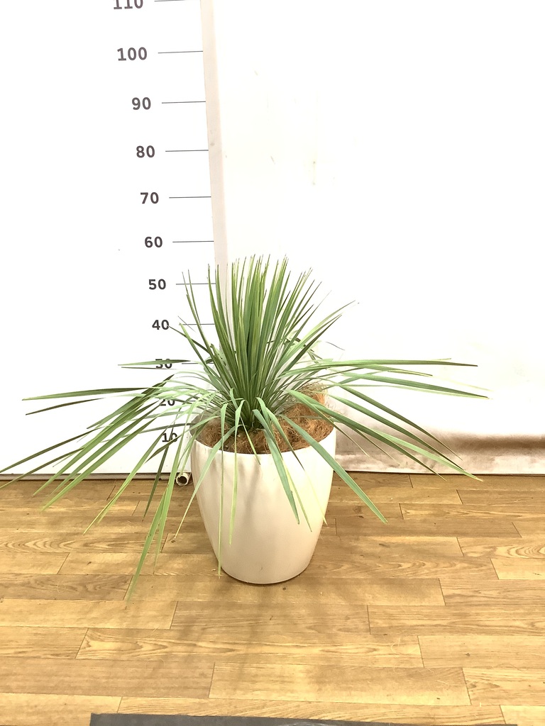 ユッカロストラータ観葉植物 約80cm 黒鉢 観葉植物 ユッカ 8号 ロストラータ プラスチック鉢 | 観葉植物