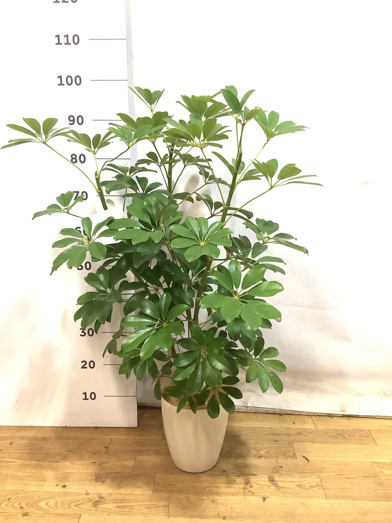 観葉植物 シェフレラ（カポック） 5号 ノーマル エドラ B 付き | 観葉
