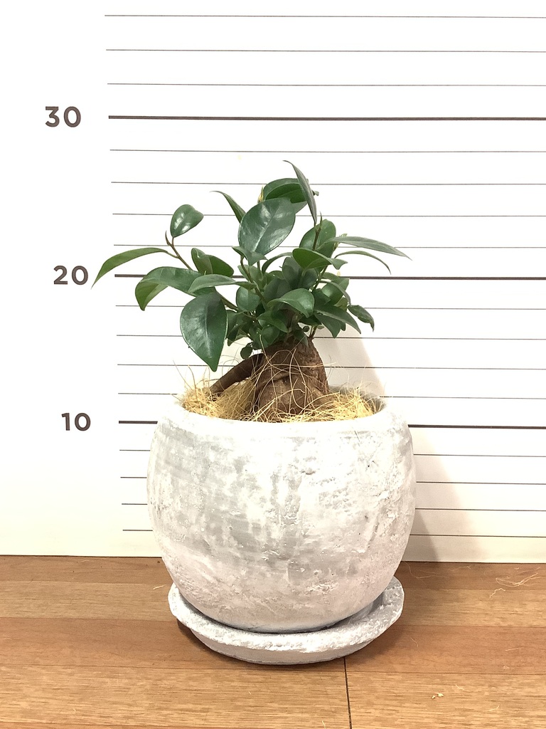 ガジュマル 3号 | 観葉植物の通販ならHitoHana（ひとはな）