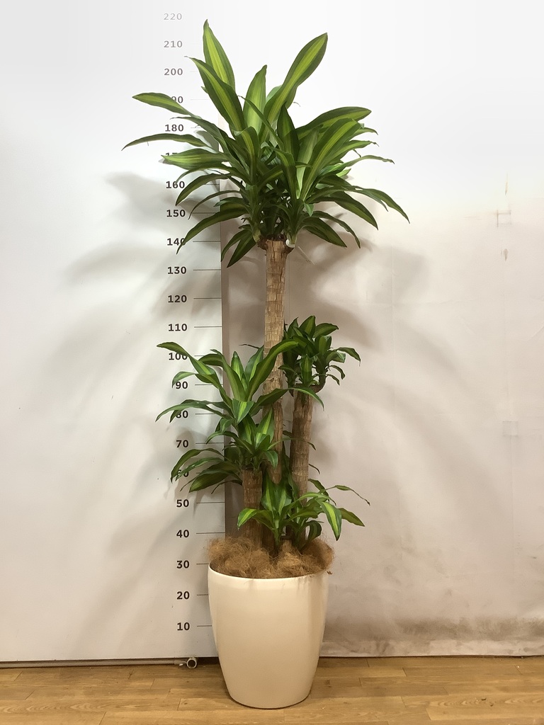 観葉植物 ドラセナ 幸福の木 8号 ノーマル ラスターポット 付き