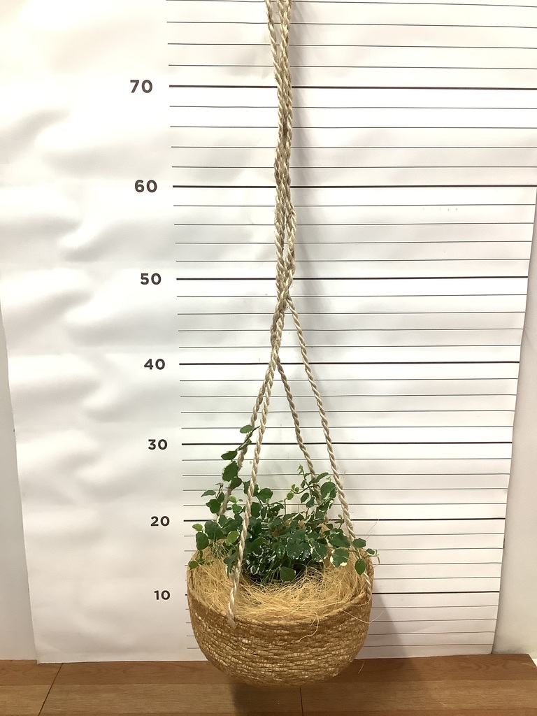 観葉植物 フィカス プミラ 3号 サニーホワイト ホグラ草