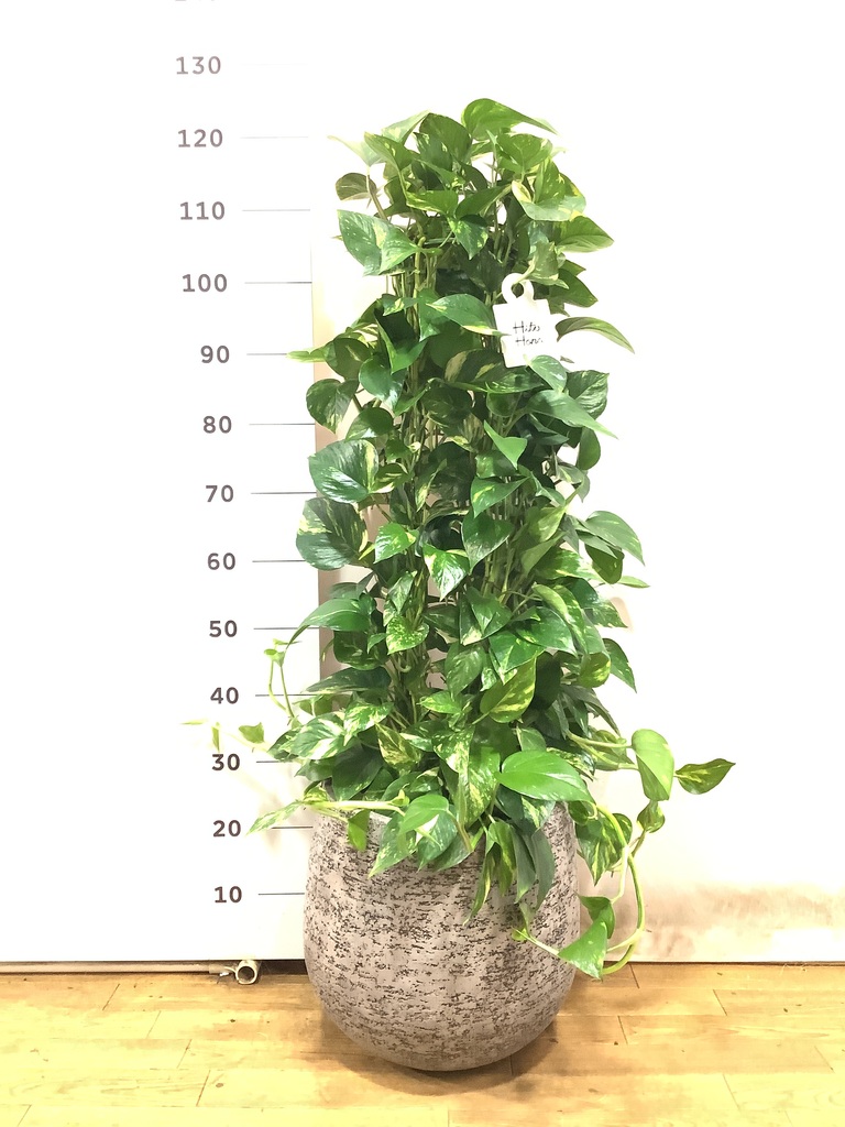 ストレッチャー。観葉植物。鉢ごと無料で発送致します。 1.jpg?1501086863