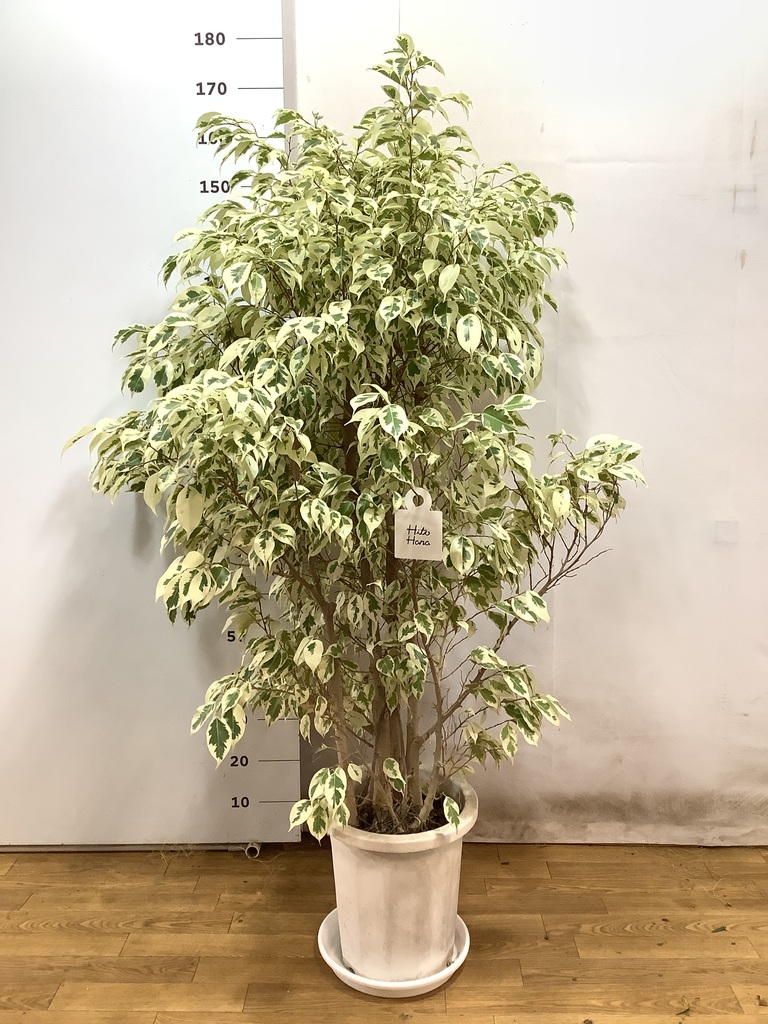 観葉植物 フィカス ベンジャミン 10号 スターライト プラスチック鉢