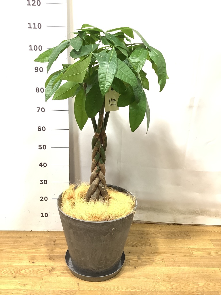 観葉植物 パキラ 8号 ねじり LushBasket(ラッシュバスケット) 付き