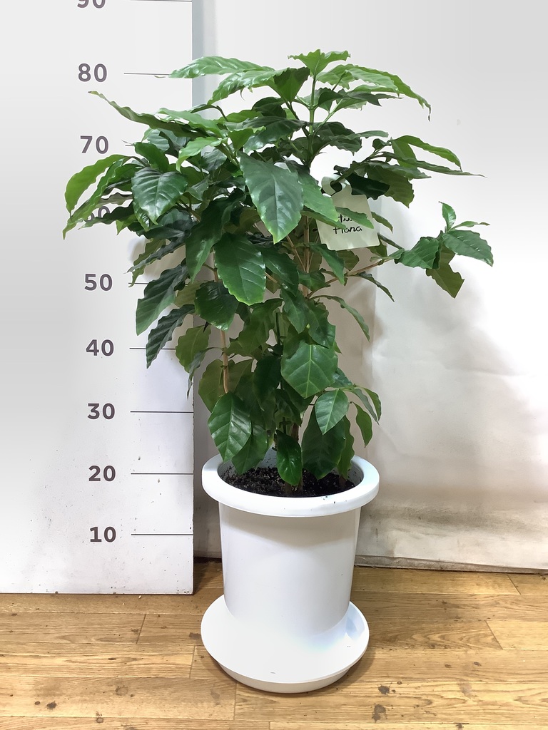 コーヒーの木 約140 cm 8号鉢 観葉植物 コーヒーの木 8号 プラスチック鉢 | 観葉植物なら