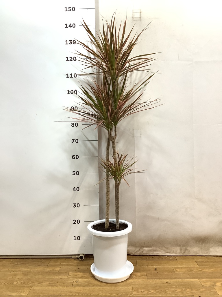 観葉植物 ドラセナ コンシンネ レインボー 8号 ストレート 