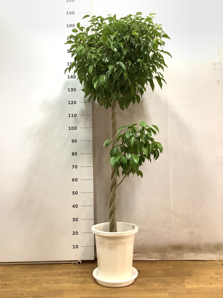 高さ190cm 観葉植物　大型　室内　10号鉢　フィカス ベンジャミン　玉造り 観葉植物 フィカス ベンジャミン 10号 玉造り コーテス ヘックス